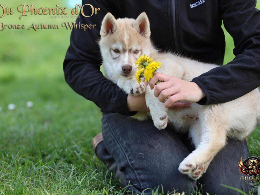 Photo 4 de Femelle 3 - Pandora x Moky (Janvier 2026)