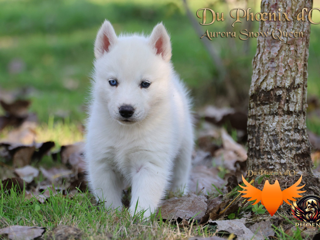 Photo 4 de Femelle 1 - Twilight x Yoshi (Août 2025)