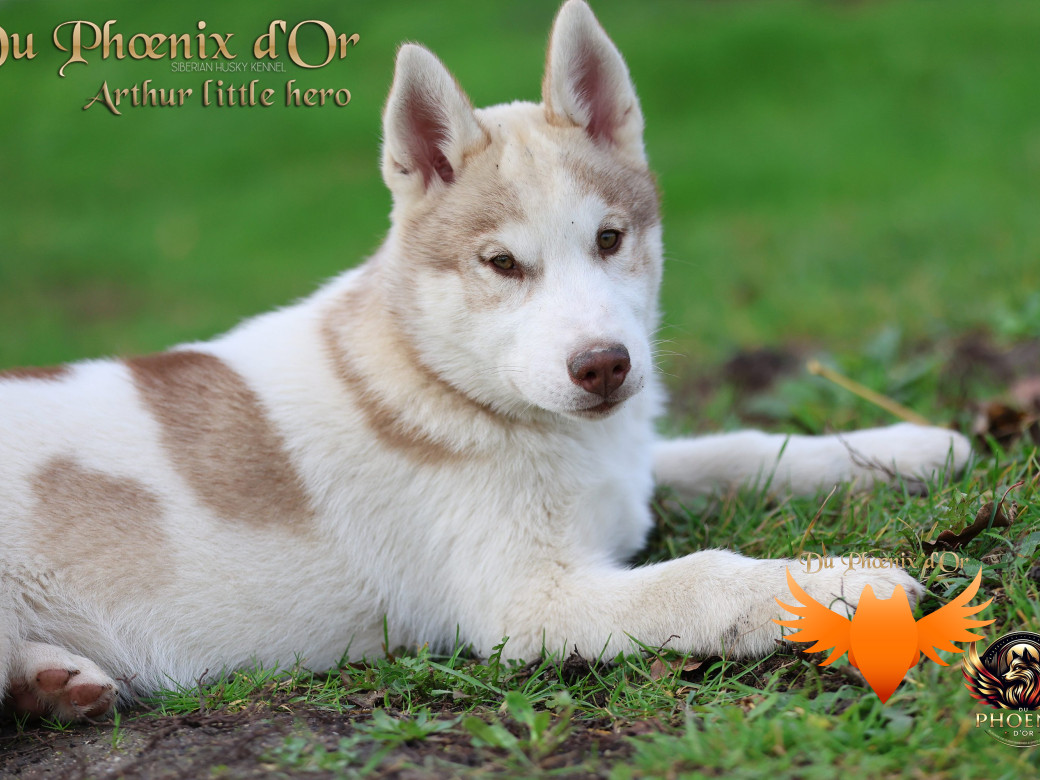 Photo 12 de Mâle 2 - Taïga x Ultra (Août 2025)