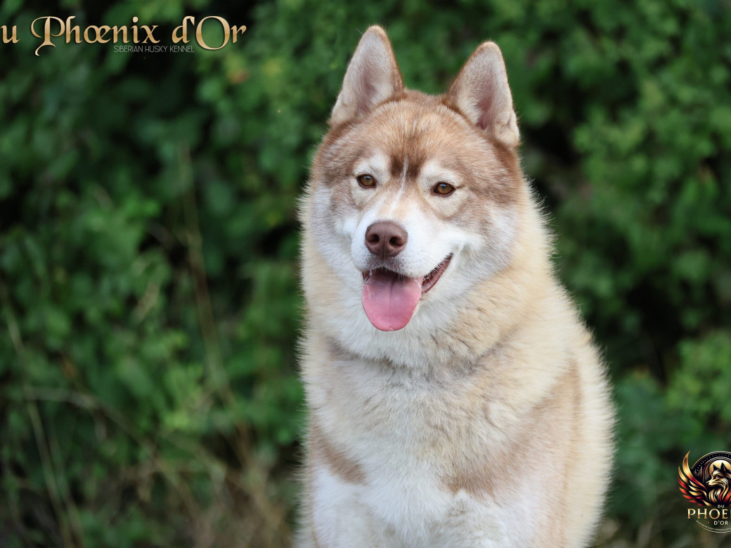 Photo 1 de Unix ultime touch the stars Du Phoenix D'Or