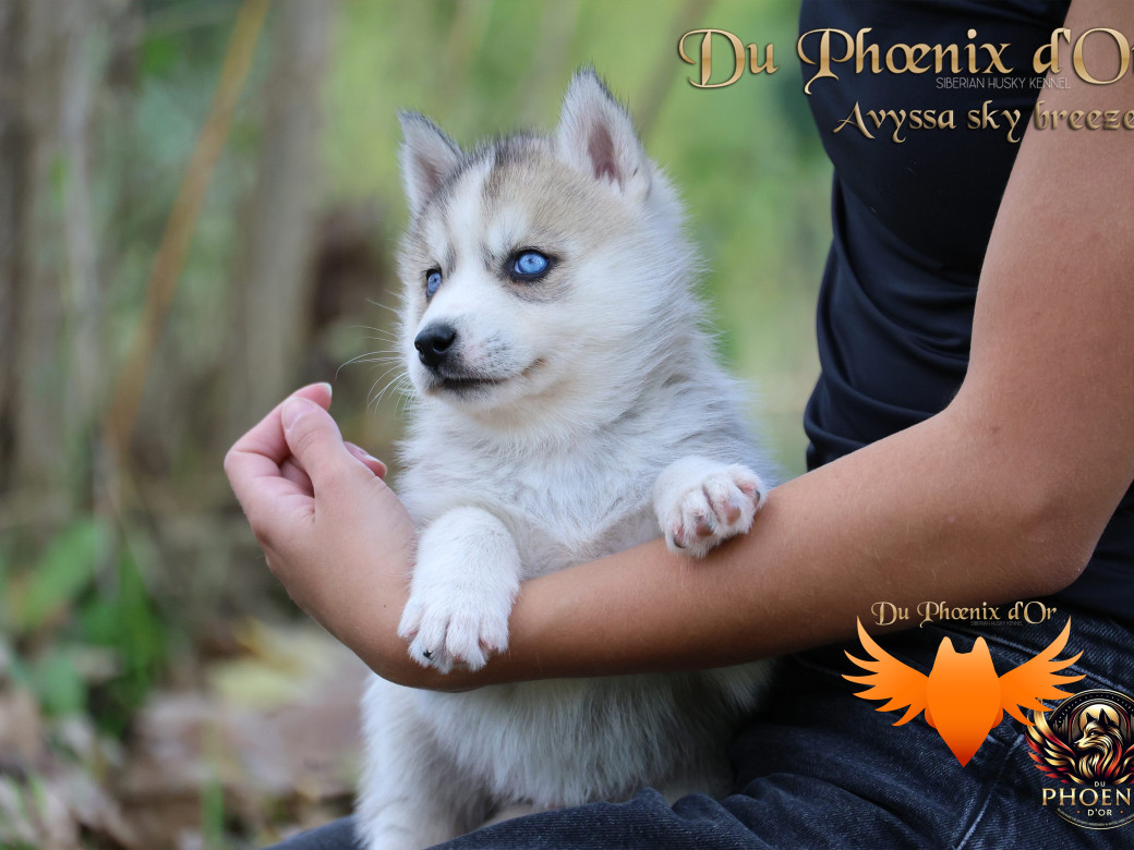 Photo 5 de Femelle 3 - Twilight x Yoshi (Août 2025)