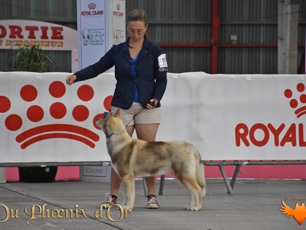 Photo 47 de Unix ultime touch the stars Du Phoenix D'Or