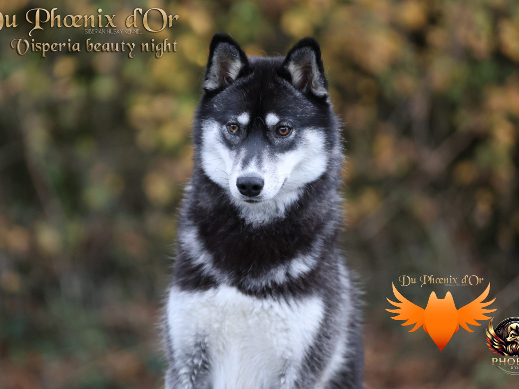 Photo 3 de Visperia - Sky  & MOKY (Décembre 2024)