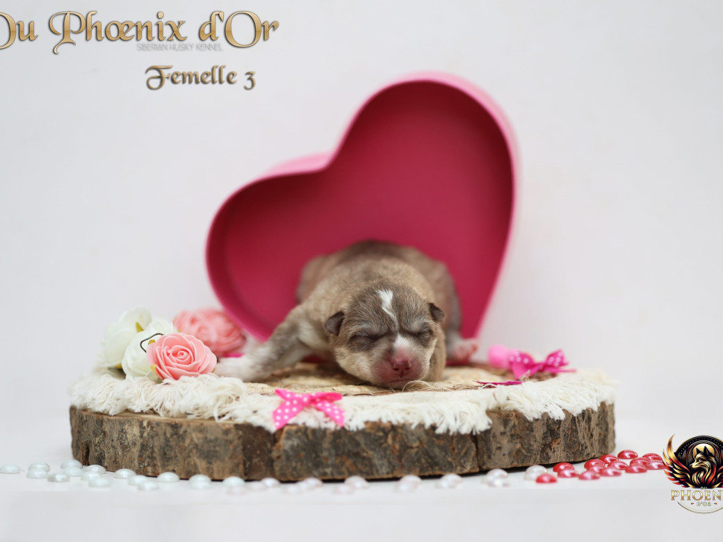 Picture of Femelle 3 - Shana x Unix (Mars 2026)