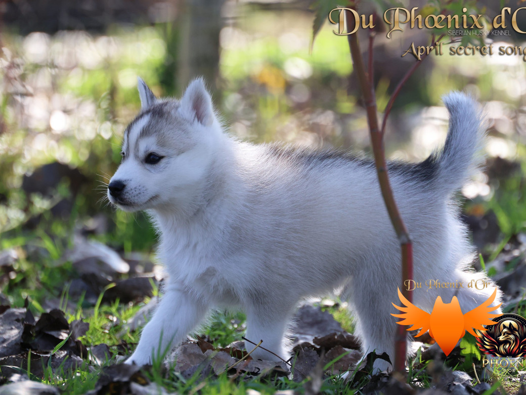 Photo 26 de Femelle 2 - Sweetie x Toruk (Septembre 2025)