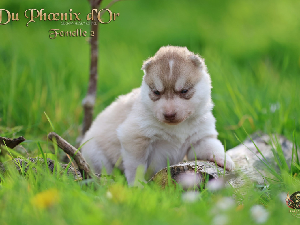 Photo 3 de Femelle 2 - Shana x Unix (Mars 2026)