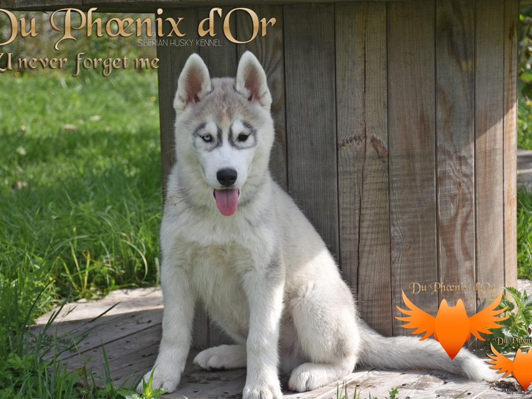 Picture of U never forget me du Phoenix d'or (Ustang)