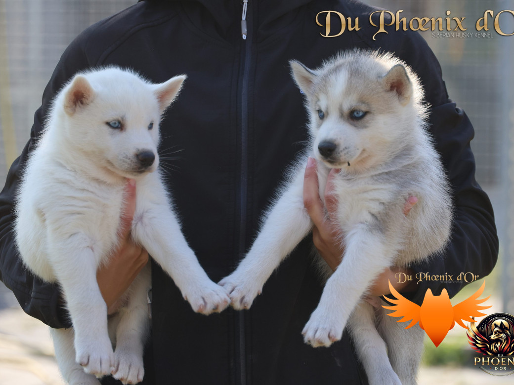 Photo 3 de Mâle 2 - Twilight x Yoshi (Août 2025)