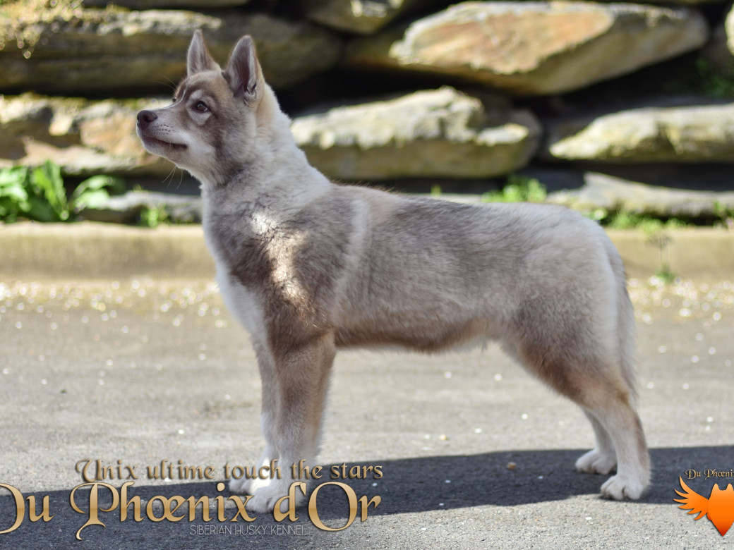 Photo 69 de Unix ultime touch the stars Du Phoenix D'Or