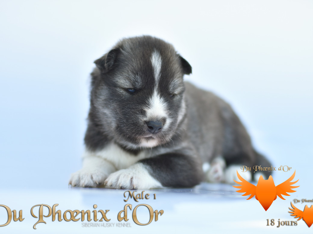 Picture of Vulcan du Phoenix d'or - Moon & Shiiro