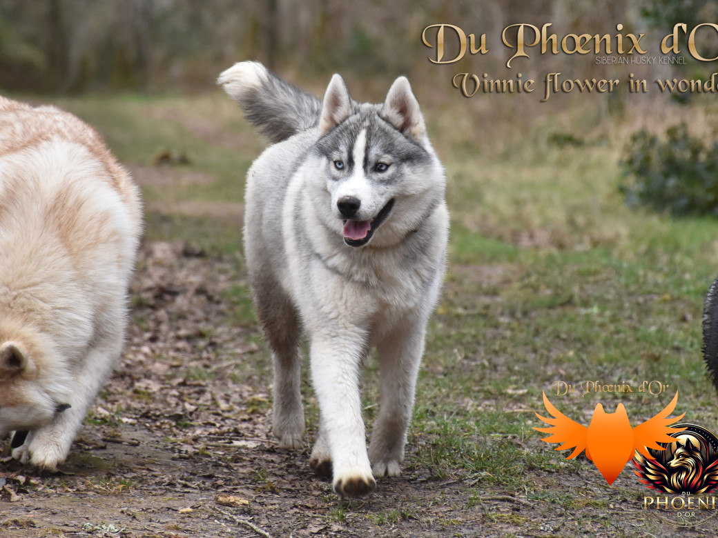 Picture of Vinnie flower in wonder du Phoenix d'or - Ruruk
