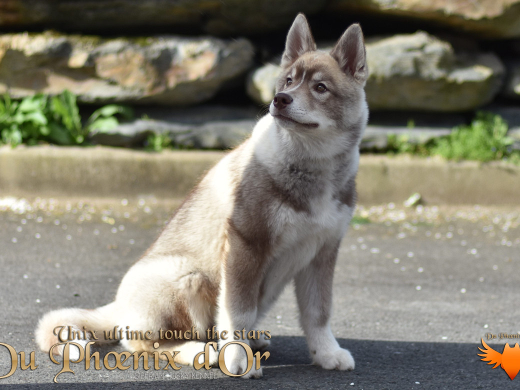 Photo 75 de Unix ultime touch the stars Du Phoenix D'Or