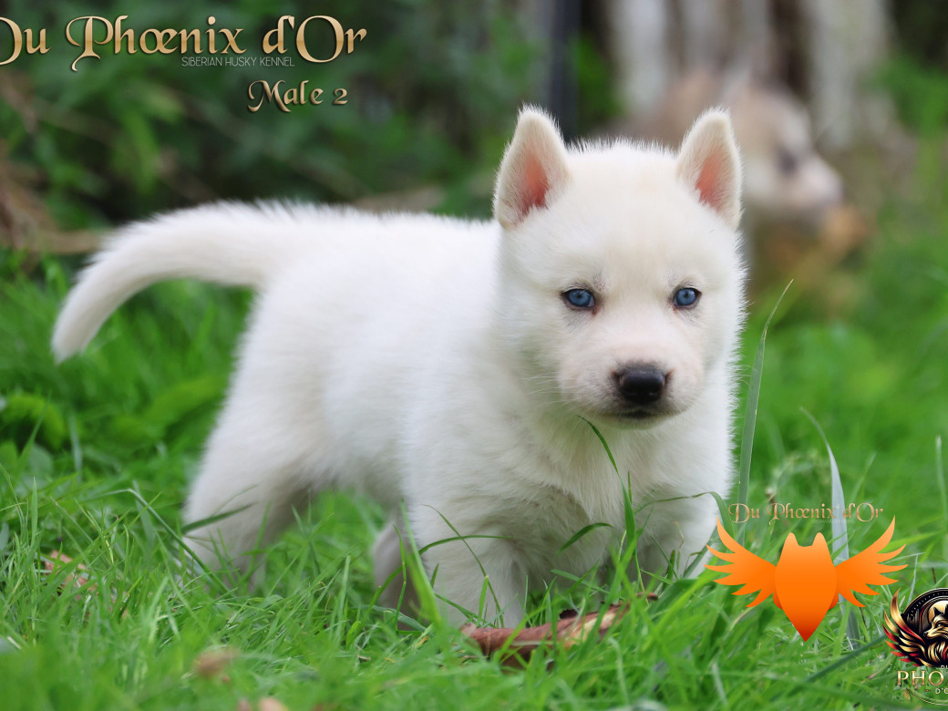 Photo 22 de Mâle 2 - Twilight x Yoshi (Août 2025)