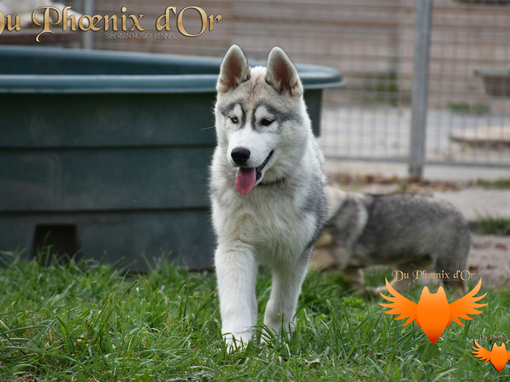 Picture of U never forget me du Phoenix d'or (Ustang)
