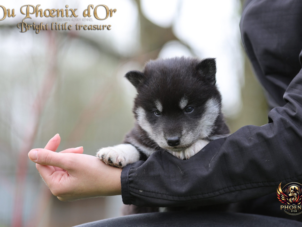 Photo 17 de Femelle 1 - Serena x Ragnar (Février 2026)