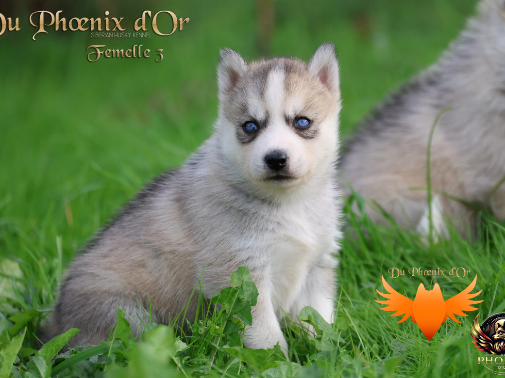 Photo 6 de Femelle 3 - Twilight x Yoshi (Août 2025)