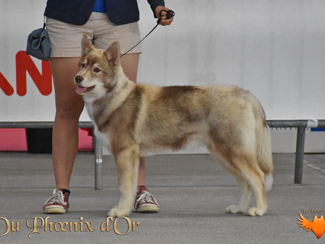 Photo 45 de Unix ultime touch the stars Du Phoenix D'Or