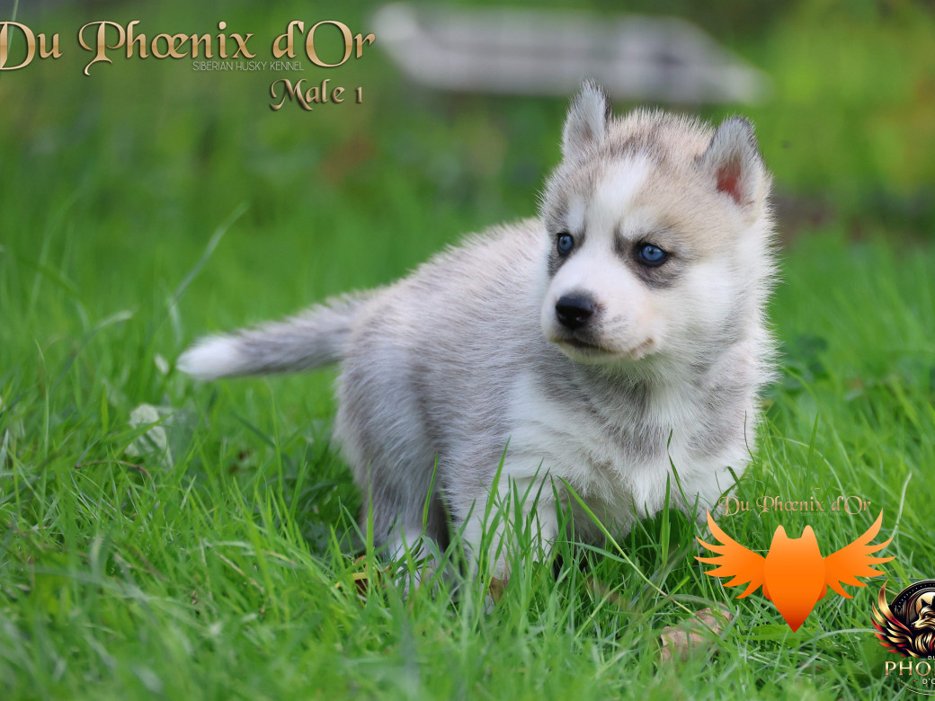 Photo 11 de Mâle 1 - Twilight x Yoshi (Août 2025)