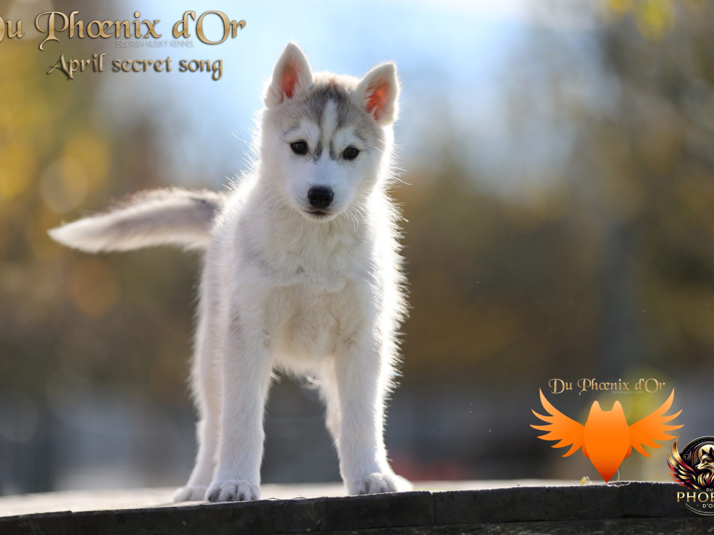 Photo 21 de Femelle 2 - Sweetie x Toruk (Septembre 2025)