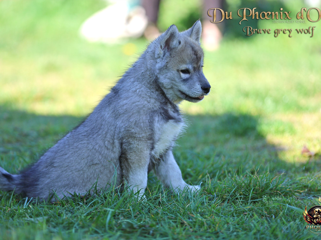 Photo 7 de Mâle 2 - Serena x Ragnar (Février 2026)