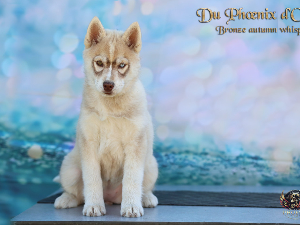 Photo 1 de Femelle 3 - Pandora x Moky (Janvier 2026)