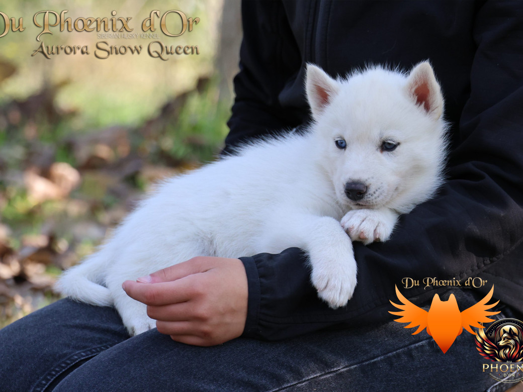 Photo 1 de Femelle 1 - Twilight x Yoshi (Août 2025)