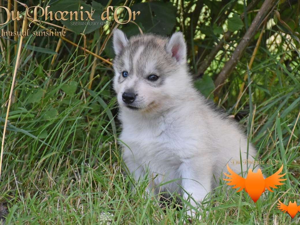 Picture of Unusual Sunshine du Phoenix d'or