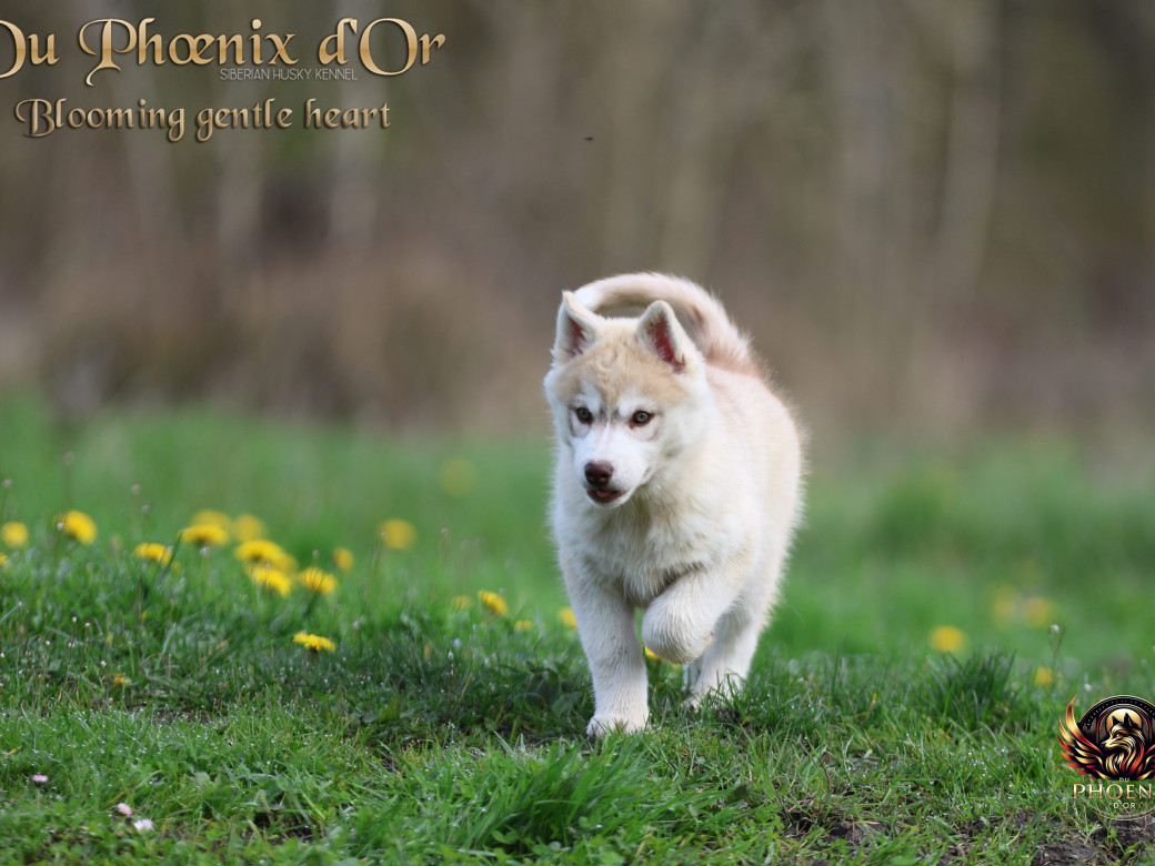 Photo 11 de Femelle 1 - Pandora x Moky (Janvier 2026)