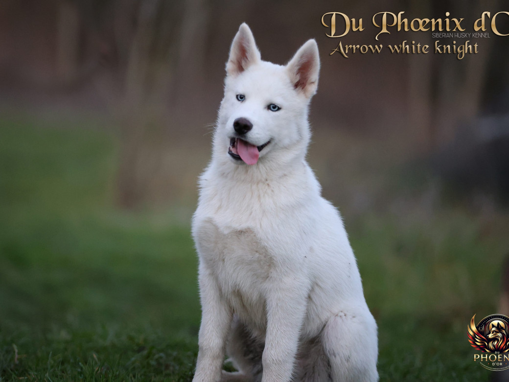 Photo 5 de Mâle 2 - Twilight x Yoshi (Août 2025)