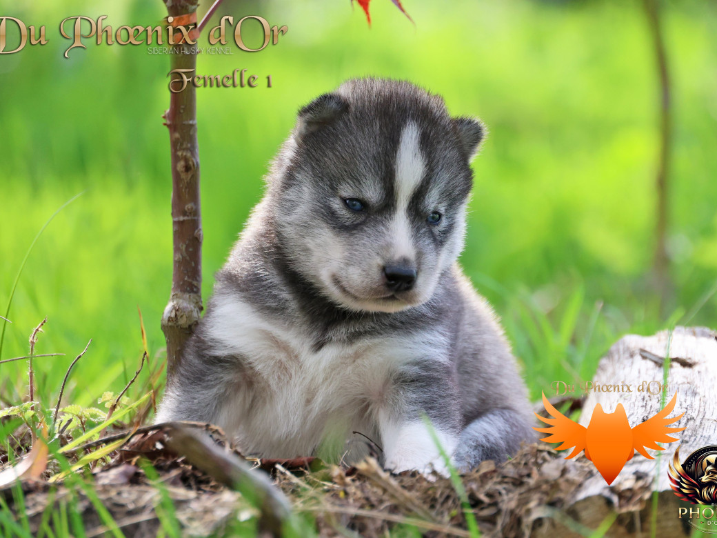 Photo 3 de Femelle 1 - Sweetie x Toruk (Septembre 2025)
