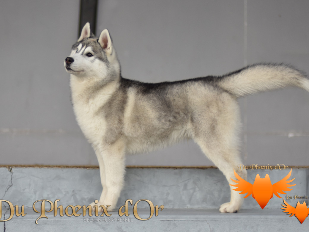 Picture of U never forget me du Phoenix d'or (Ustang)