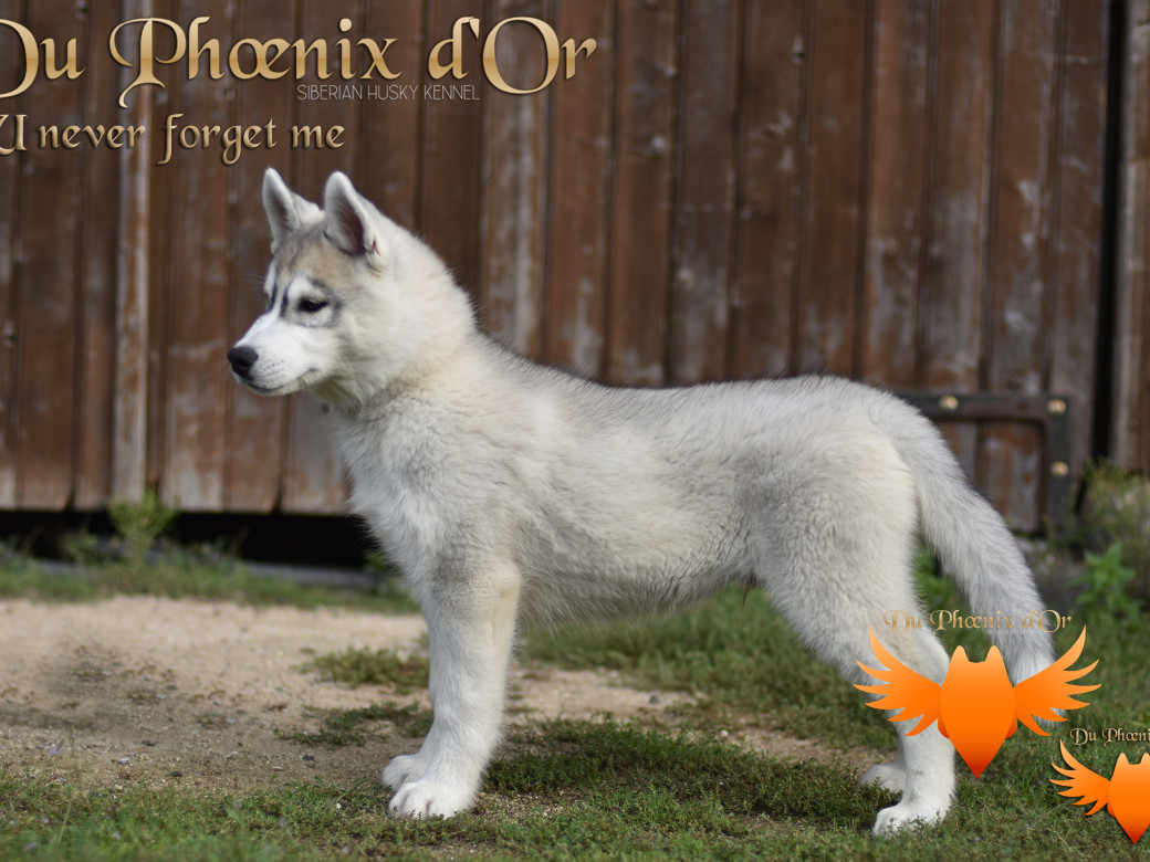 Picture of U never forget me du Phoenix d'or (Ustang)