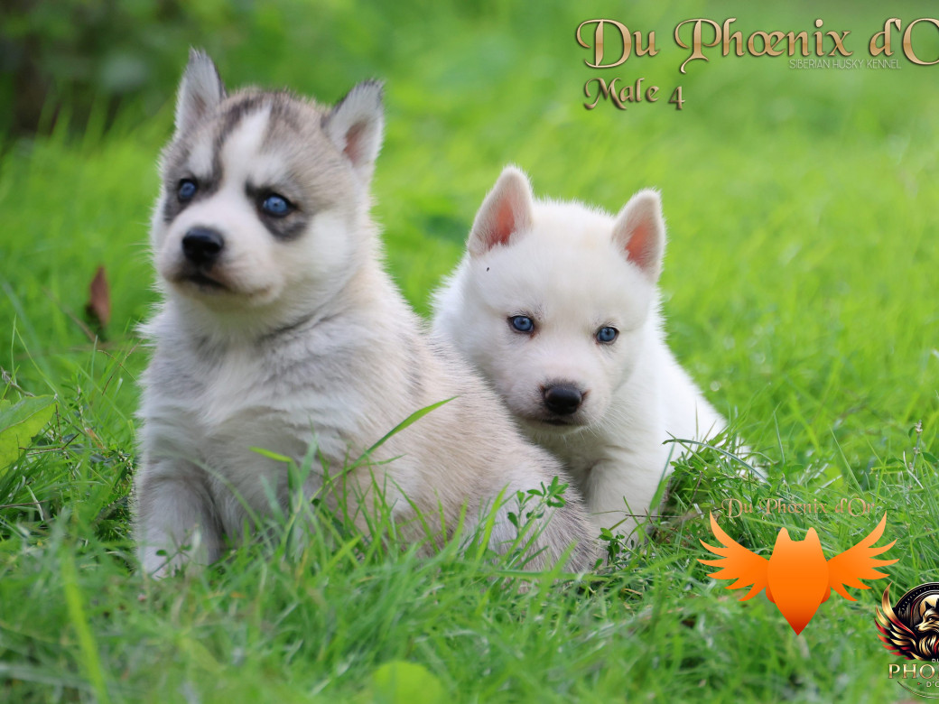 Photo 18 de Mâle 2 - Twilight x Yoshi (Août 2025)