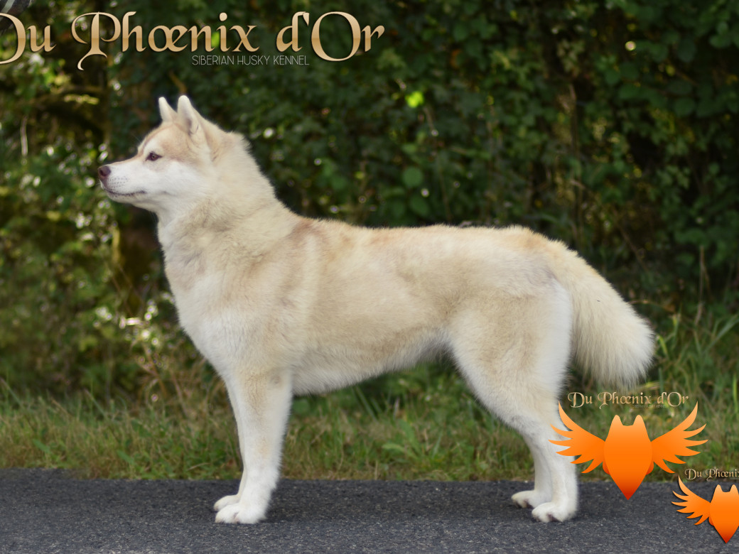 Picture of Serena Lavender du Phoenix d'or