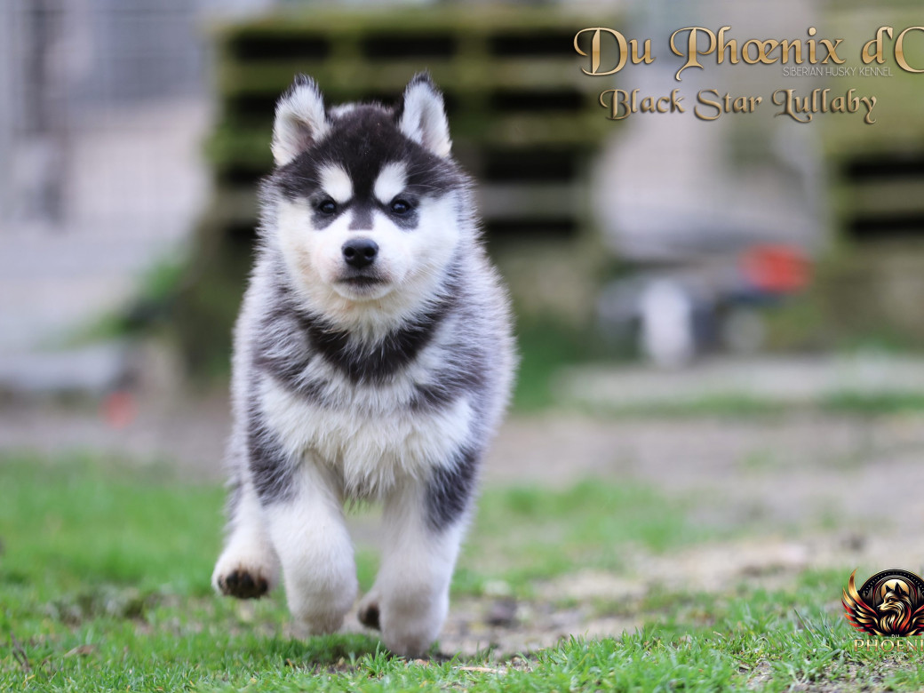 Photo 6 de Femelle 2 - Pandora x Moky (Janvier 2026)