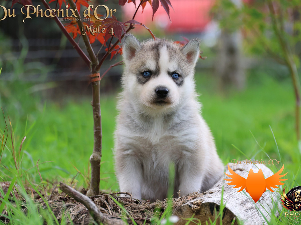 Photo 33 de Mâle 4 - Twilight x Yoshi (Août 2025)