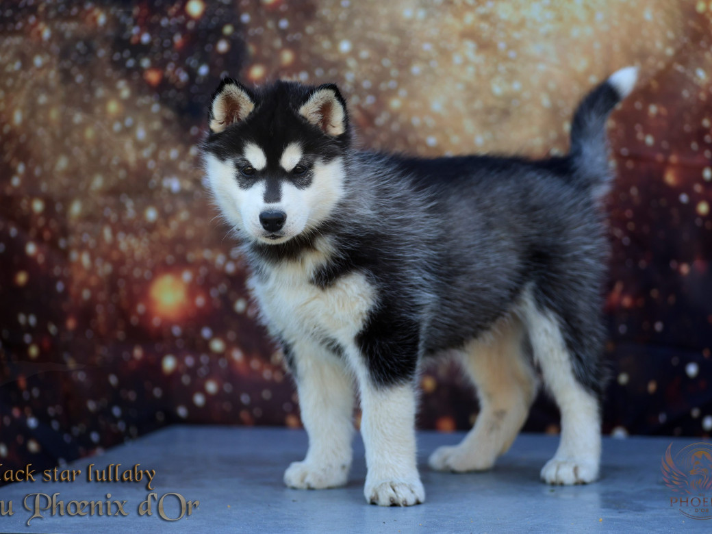 Photo 3 de Femelle 2 - Pandora x Moky (Janvier 2026)