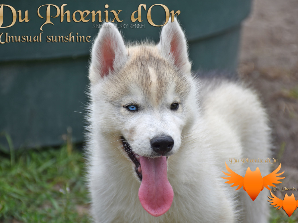Picture of Unusual Sunshine du Phoenix d'or