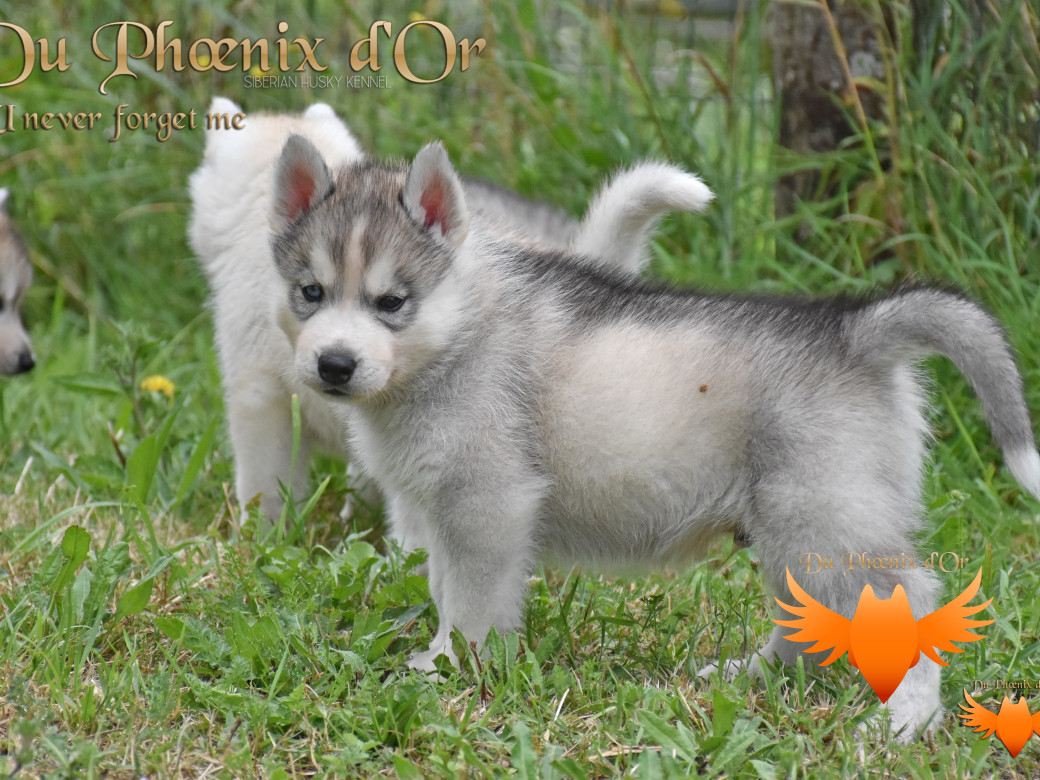 Picture of U never forget me du Phoenix d'or (Ustang)