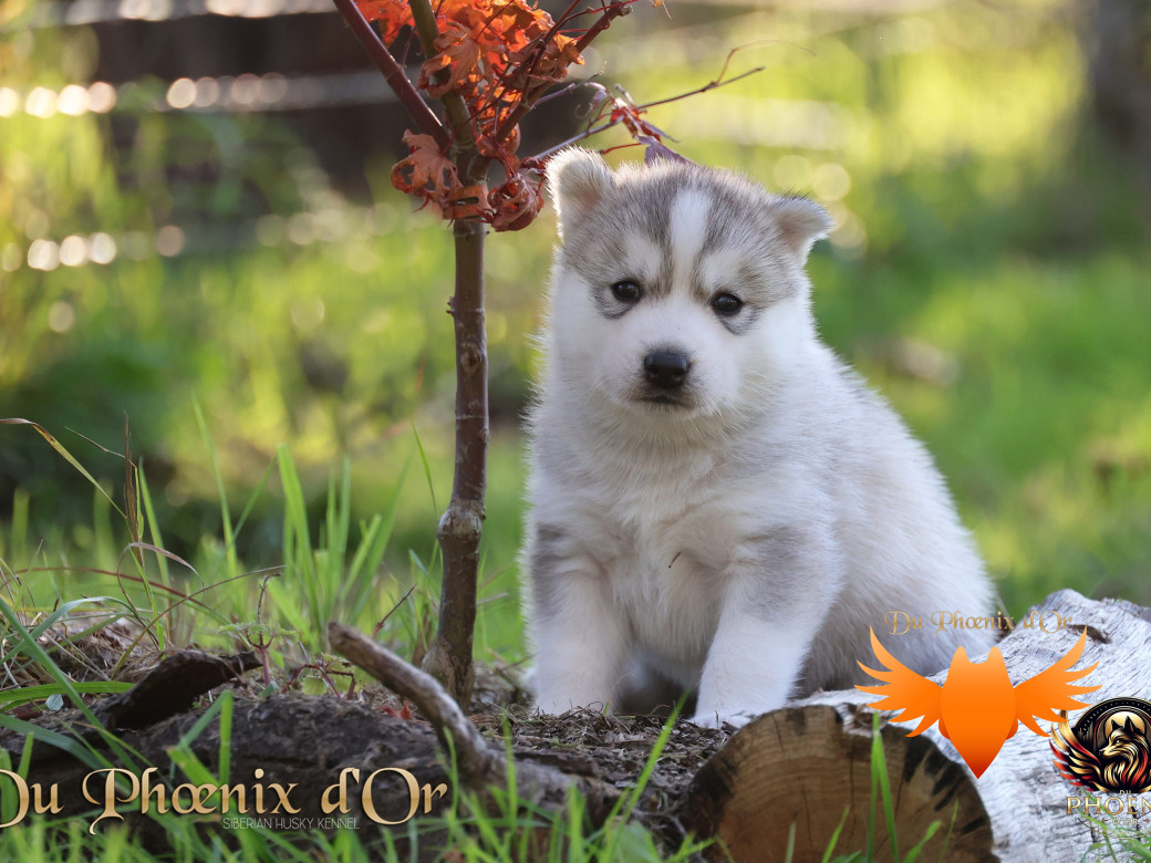 Photo 32 de Femelle 2 - Sweetie x Toruk (Septembre 2025)