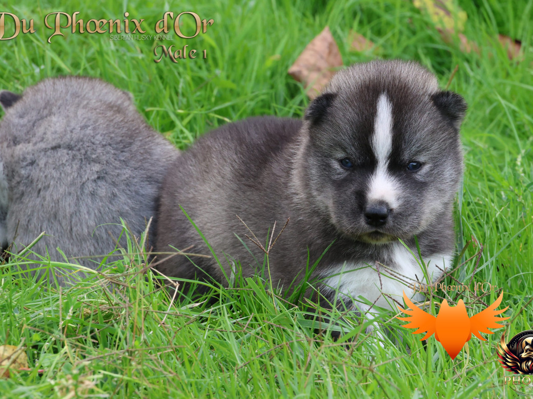 Photo 3 de Mâle 1 - Sweetie x Toruk (Septembre 2025)
