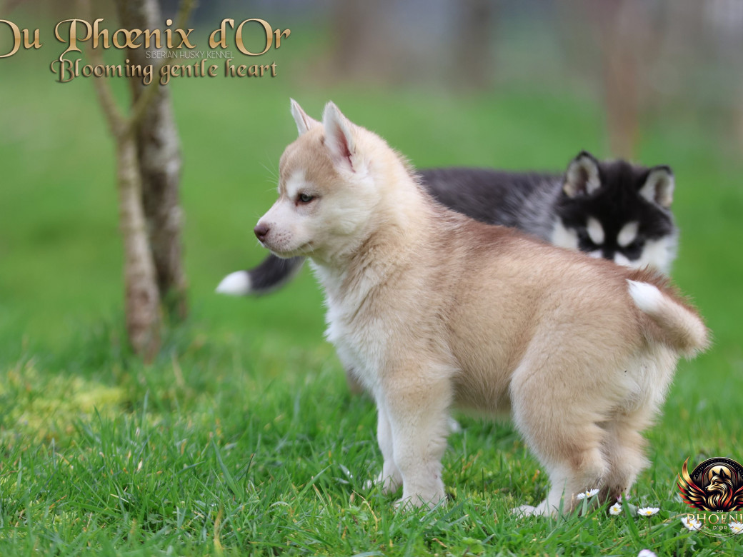 Photo 21 de Femelle 1 - Pandora x Moky (Janvier 2026)