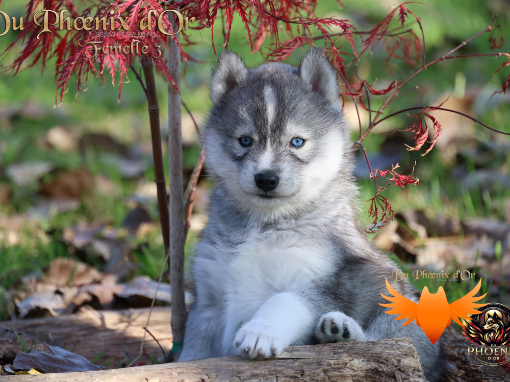 Photo 3 de Femelle 3 - Sweetie x Toruk (Septembre 2025)