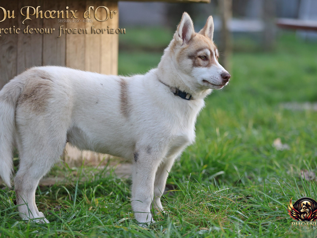 Photo 30 de Mâle 1 - Taïga x Ultra (Août 2025)