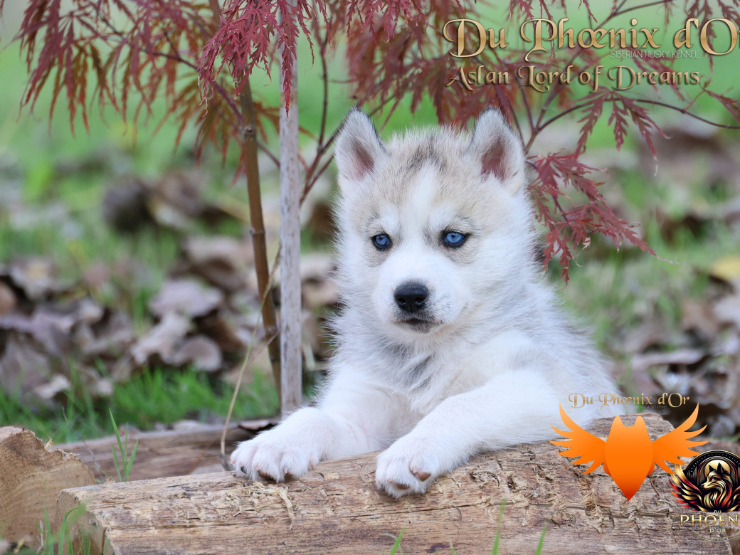 Photo 5 de Mâle 1 - Twilight x Yoshi (Août 2025)