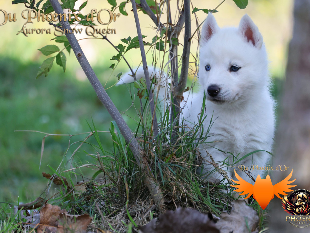 Photo 5 de Femelle 1 - Twilight x Yoshi (Août 2025)