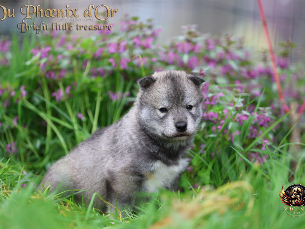 Photo 19 de Mâle 2 - Serena x Ragnar (Février 2026)