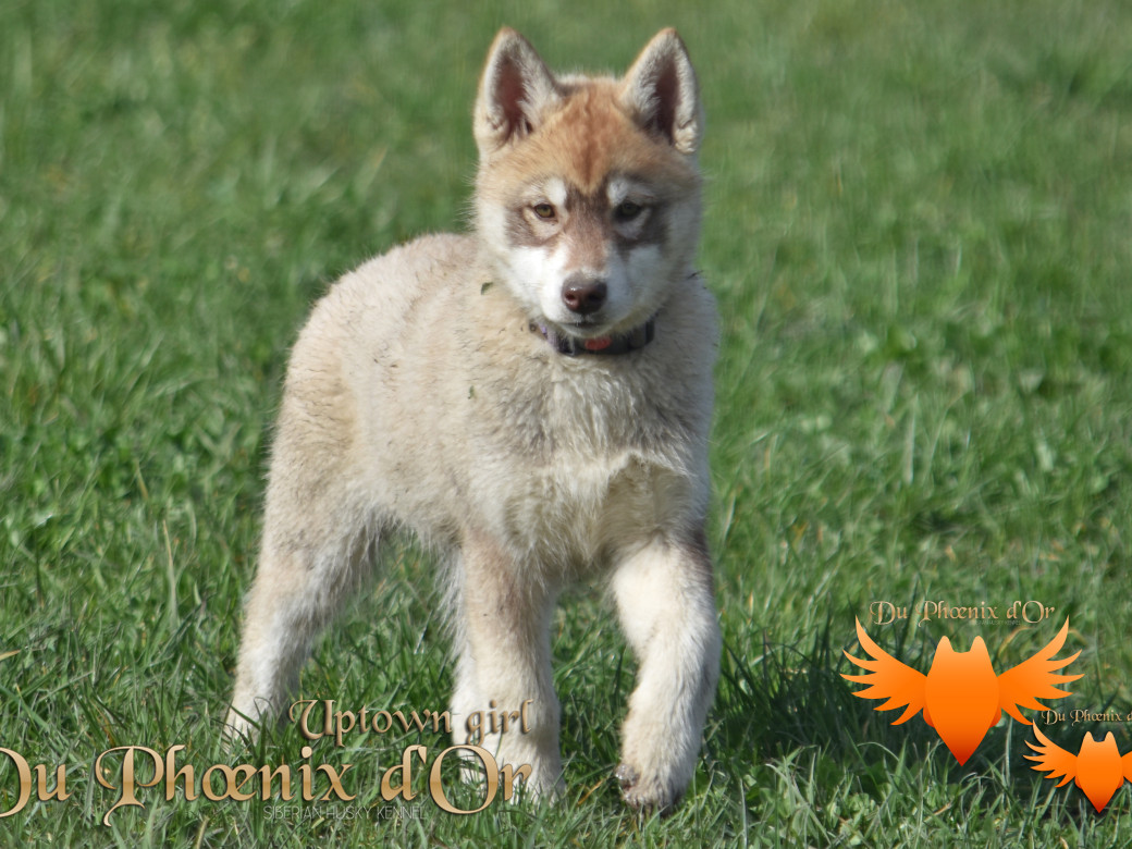 Uptown girl du Phoenix d'or