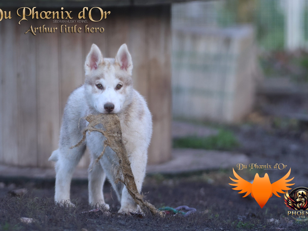 Photo 35 de Mâle 2 - Taïga x Ultra (Août 2025)