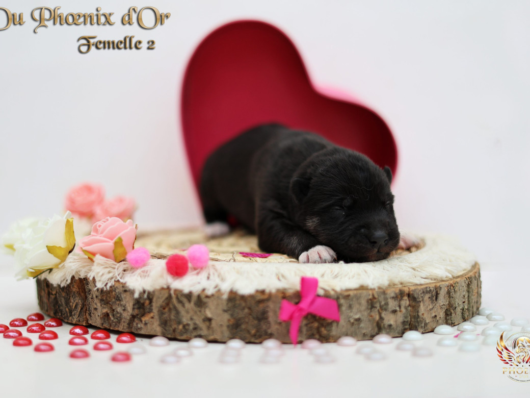 Picture of Femelle 2 - Moon x Ultra (Mars 2026)